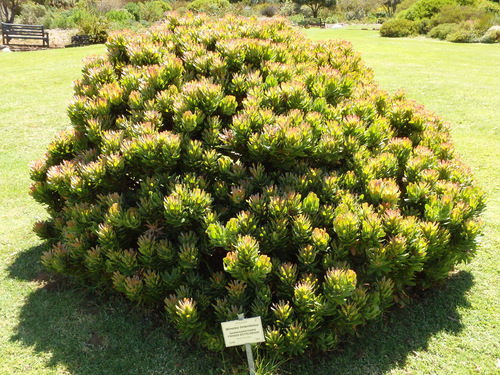 Kirstenbosch National Botanical Garden.